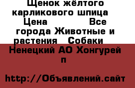 Щенок жёлтого карликового шпица  › Цена ­ 50 000 - Все города Животные и растения » Собаки   . Ненецкий АО,Хонгурей п.